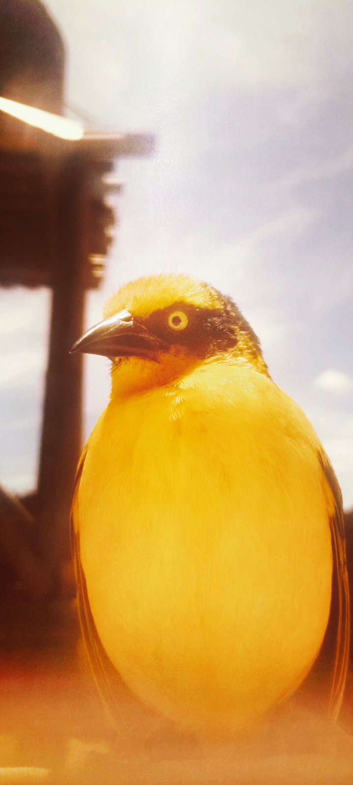 abird.jpg