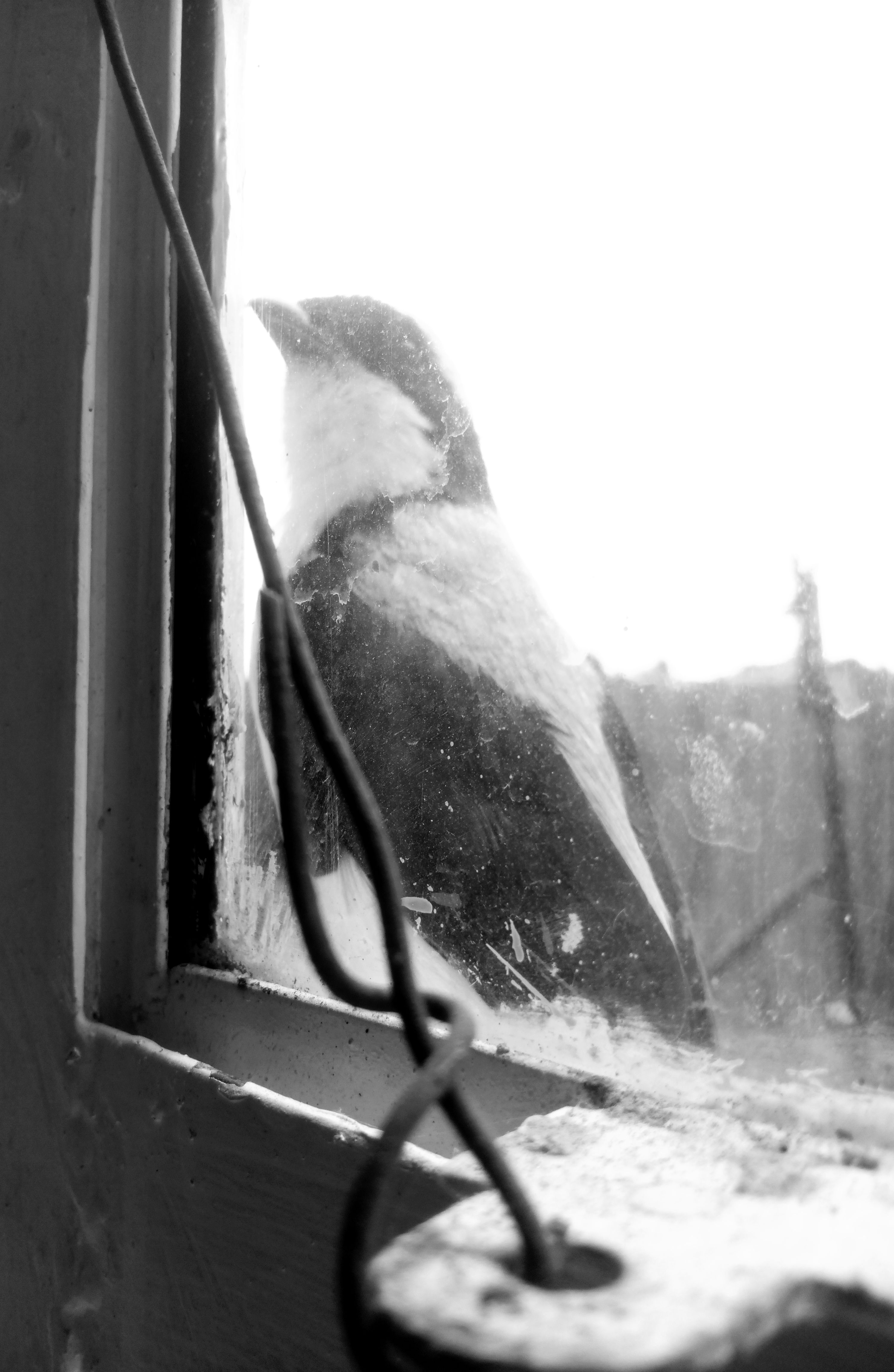 coolbird.jpg