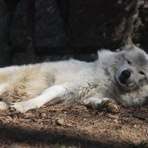 223 - adult black_nose captivity day eyes_open facing_towards full_body gray_wolf image mouth_...jpg