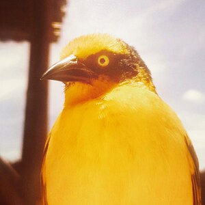 abird.jpg