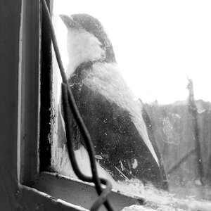 coolbird.jpg