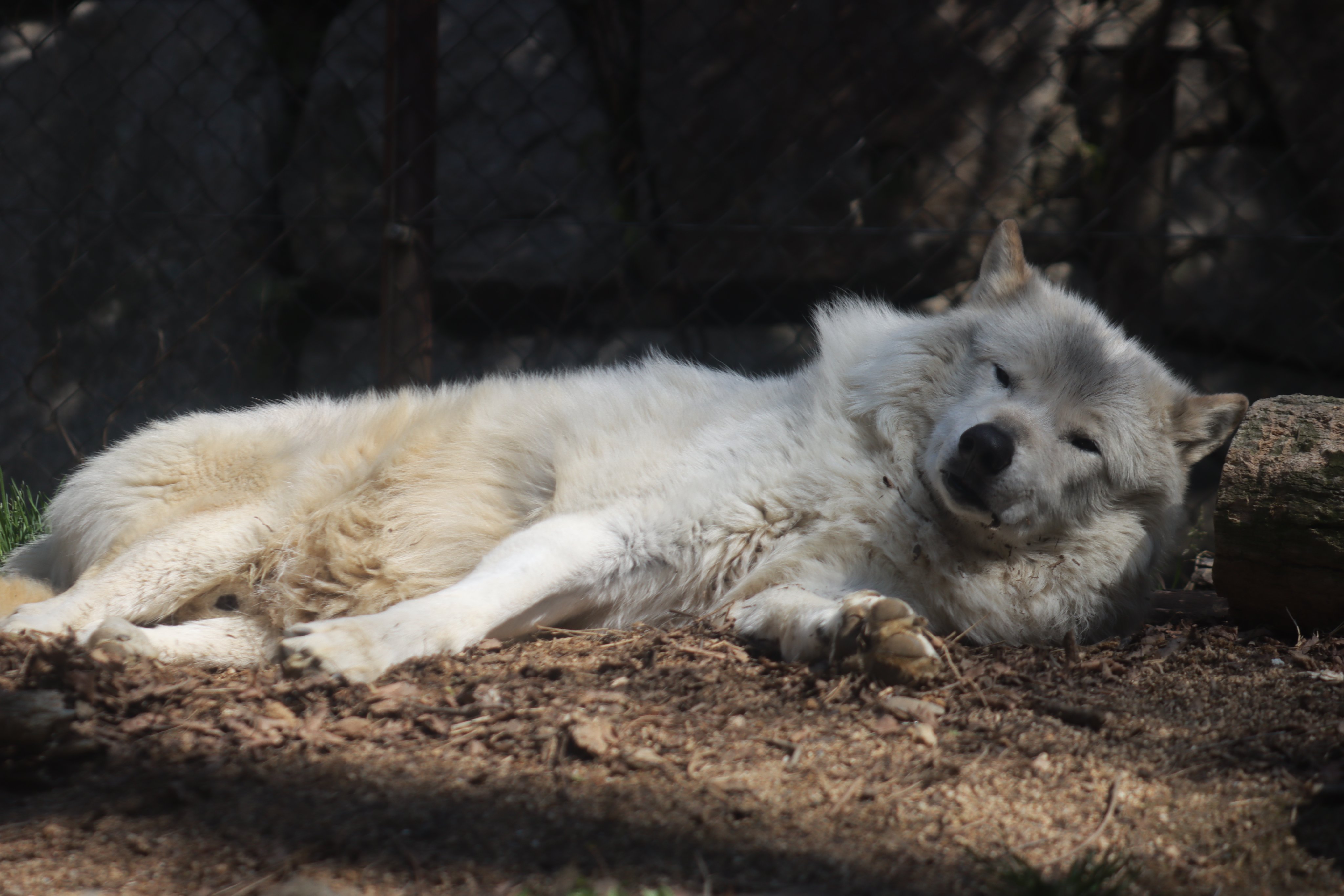 223 - adult black_nose captivity day eyes_open facing_towards full_body gray_wolf image mouth_...jpg